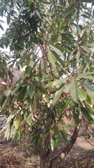 Daphniphyllum himalaense