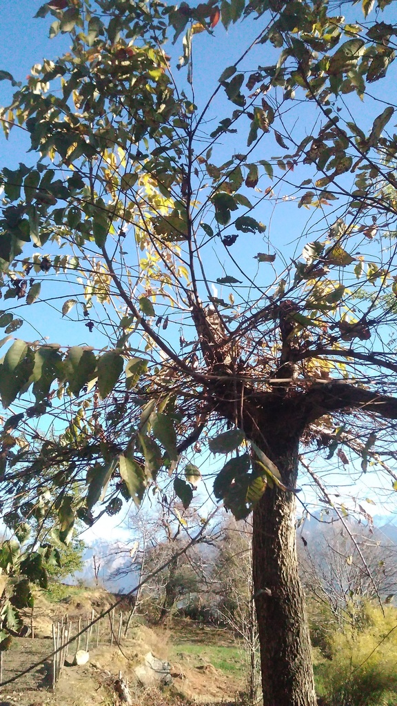 Himalayan elm