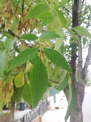 Fraxinus pennsylvanica