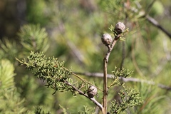 Cupressus pygmaea