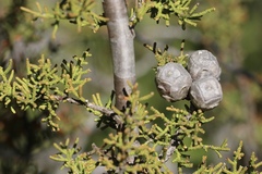 Cupressus pygmaea