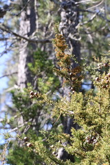 Cupressus pygmaea
