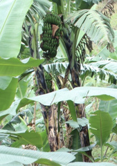 Musa acuminata image