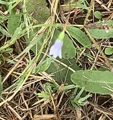 Wahlenbergia marginata
