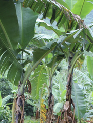 Musa acuminata