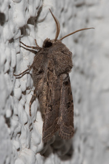 Protorthodes melanopis