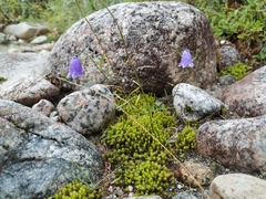 Campanula rotundifolia langsdorffiana