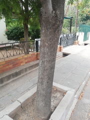 Fraxinus pennsylvanica