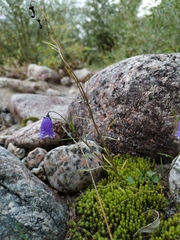 Campanula rotundifolia langsdorffiana
