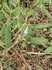 Wahlenbergia marginata