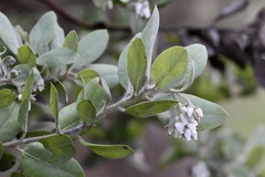 Arctostaphylos columbiana
