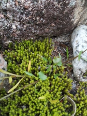 Campanula rotundifolia langsdorffiana