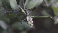 Arctostaphylos columbiana