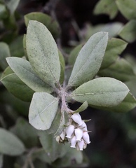 Arctostaphylos columbiana