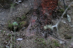 Arctostaphylos columbiana