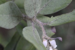 Arctostaphylos columbiana