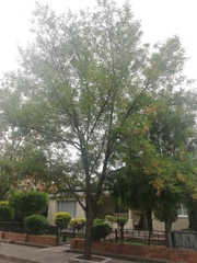 Fraxinus pennsylvanica