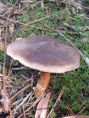 Cortinarius athabascus