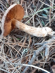 Cortinarius athabascus