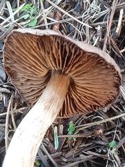 Cortinarius athabascus