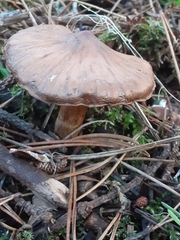 Cortinarius athabascus