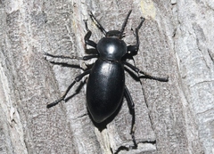 Eleodes dentipes