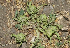 Lepidium latipes