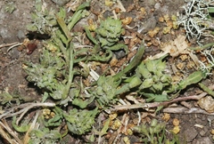 Lepidium latipes