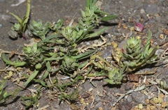 Lepidium latipes