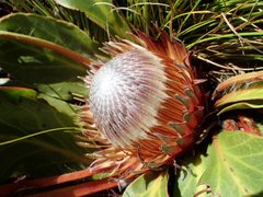 Protea scolopendriifolia