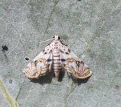 Parapoynx polydectalis