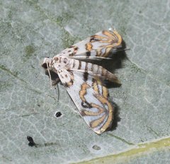 Parapoynx polydectalis