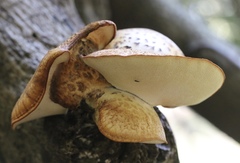Polyporus mcmurphyi