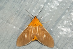 Asota producta
