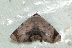 Mecodina albodentata