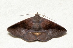Mecodina