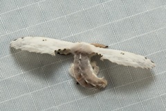 Penicillifera apicalis