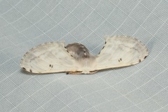 Penicillifera apicalis