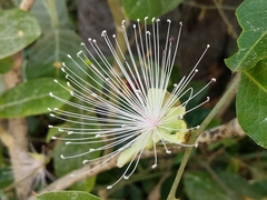 Capparis zeylanica