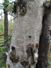Betula platyphylla