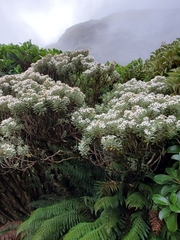 Olearia moschata