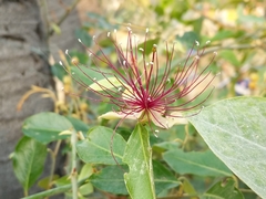Capparis zeylanica