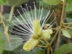 Capparis zeylanica