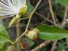 Capparis zeylanica
