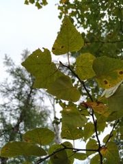 Betula platyphylla