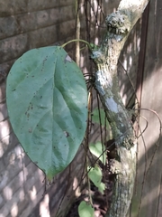 Tinomiscium petiolare