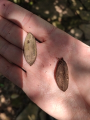 Tinomiscium petiolare