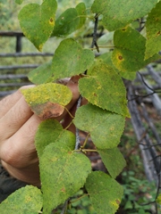 Betula platyphylla