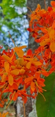 Saraca