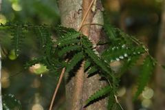 Sarcotoechia serrata